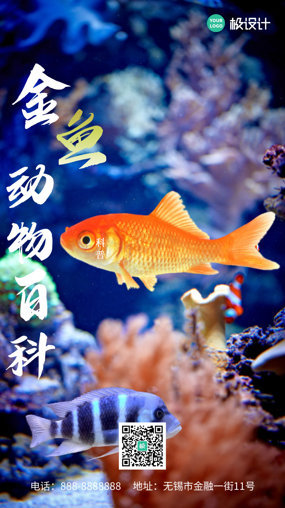 金鱼动物科普摄影简约风手机海报