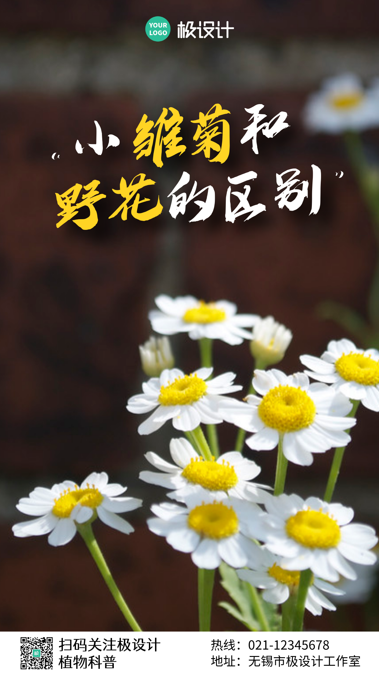 小雏菊植物科普摄影简约大气手机营销海报