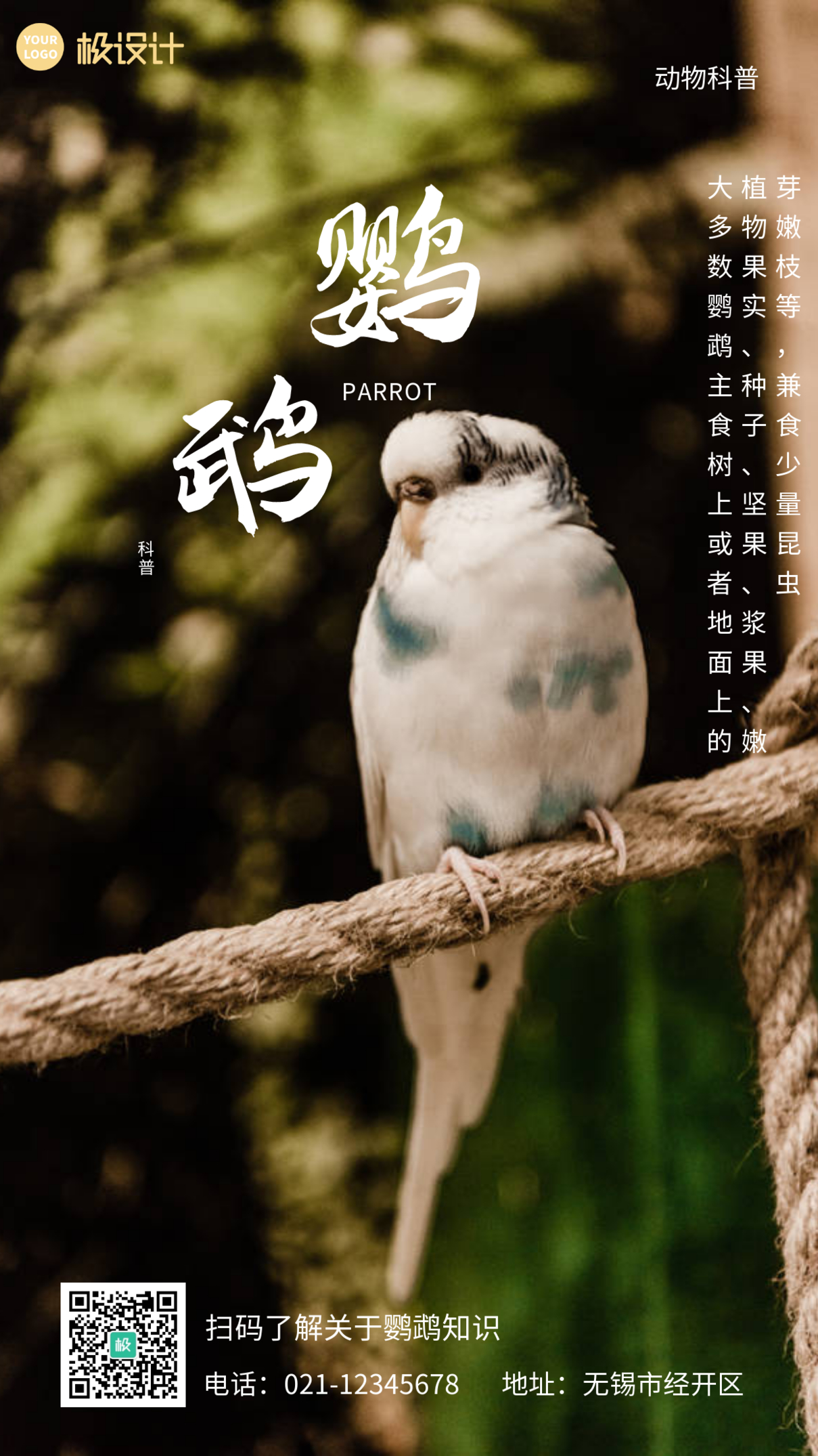 鹦鹉动物科普白色摄影营销简约手机海报