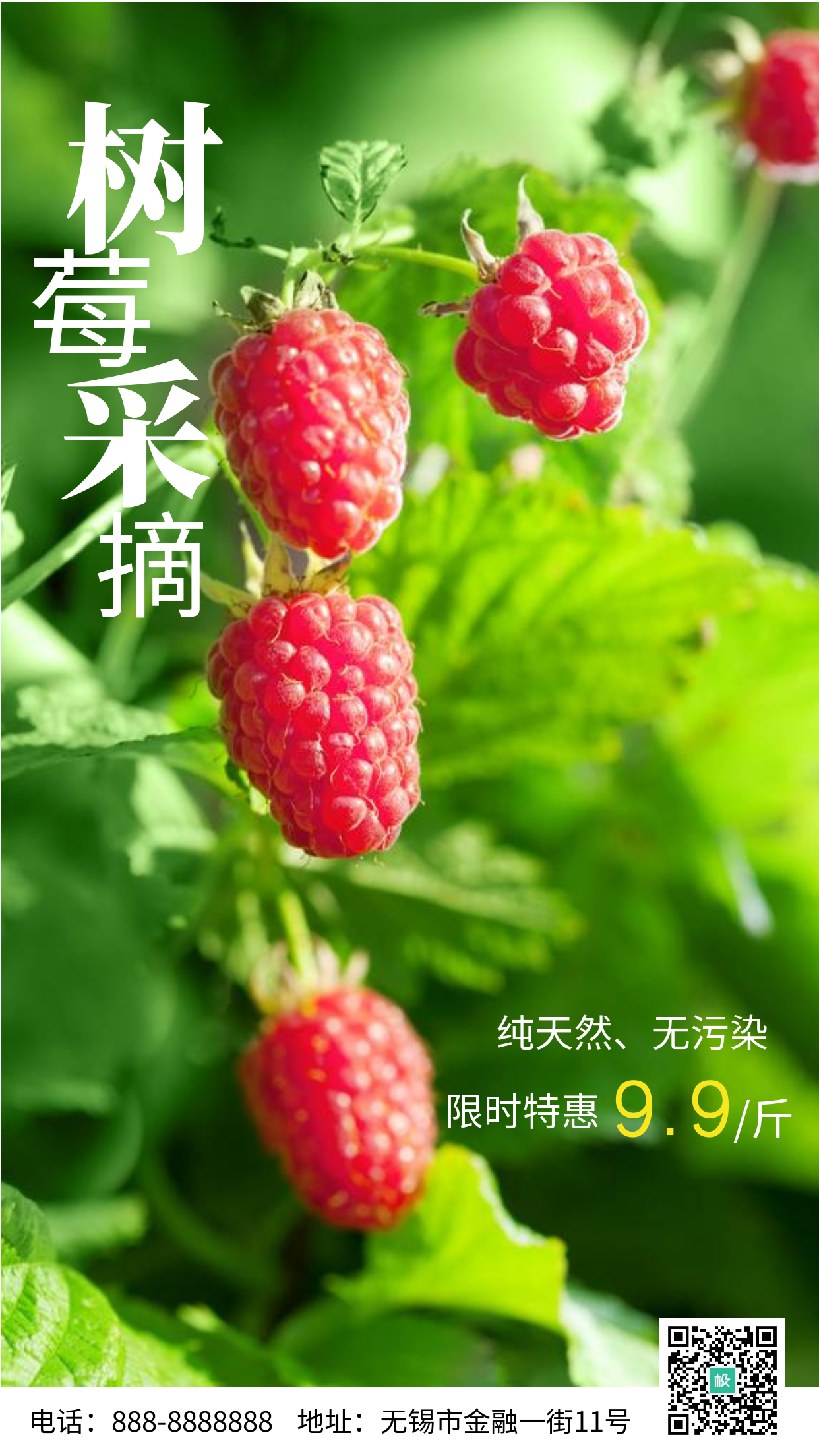 树莓采摘粉色水果宣传摄影图海报