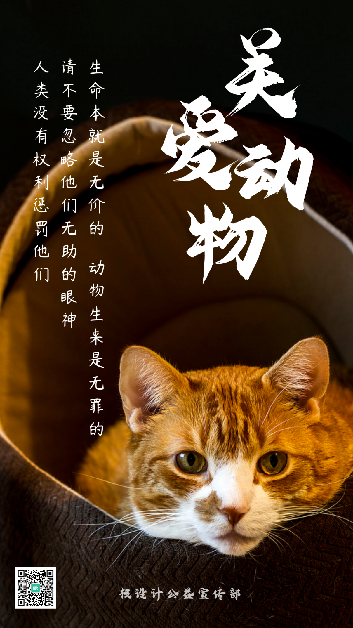 关爱小动物摄影猫咪手机海报